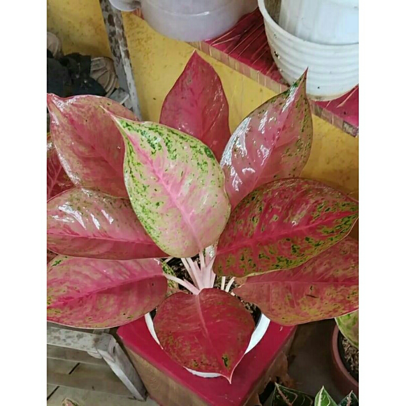 aglonema sexylia jumbo lokal