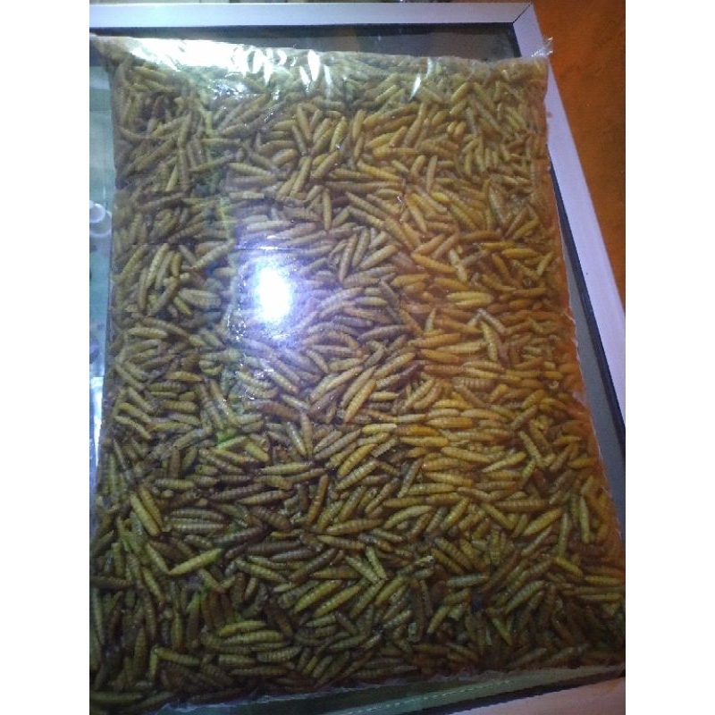 Maggot Kering Original 1KG  GRADE A+
