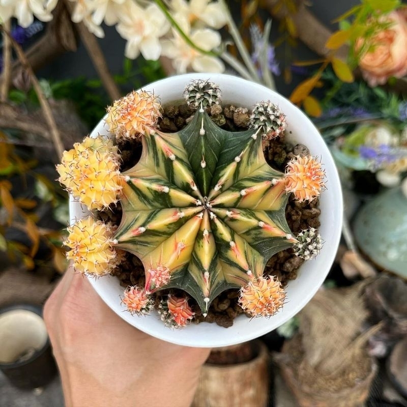 kaktus LB hybrid indukan