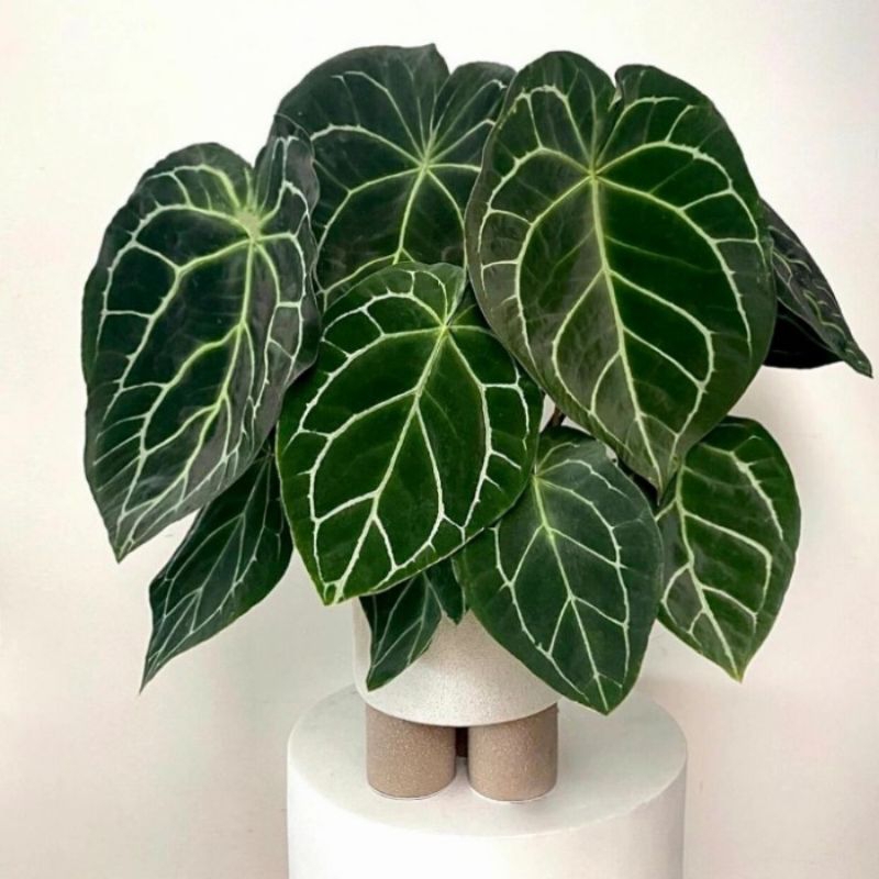 Rimbunan Anthurium Kuping Gajah Cristalinum / Kuping Gajah Mini