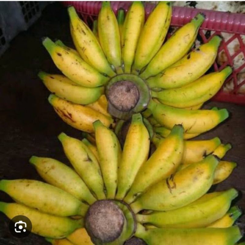 

PROMO PISANG MULI KECIL KECIL MANTAP harga/1 kg