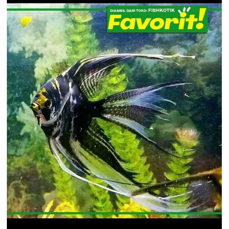 Manfish Tricolor Slayer Ikan Hias Aquascape Hiasan Aquarium Tanaman Air