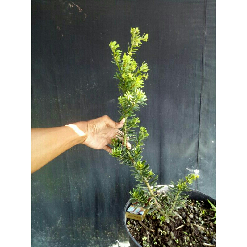 pohon lohansung cincuan