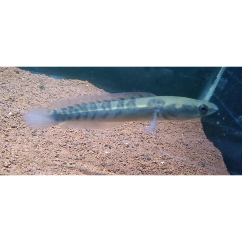 Baby maru ys 10cm simet