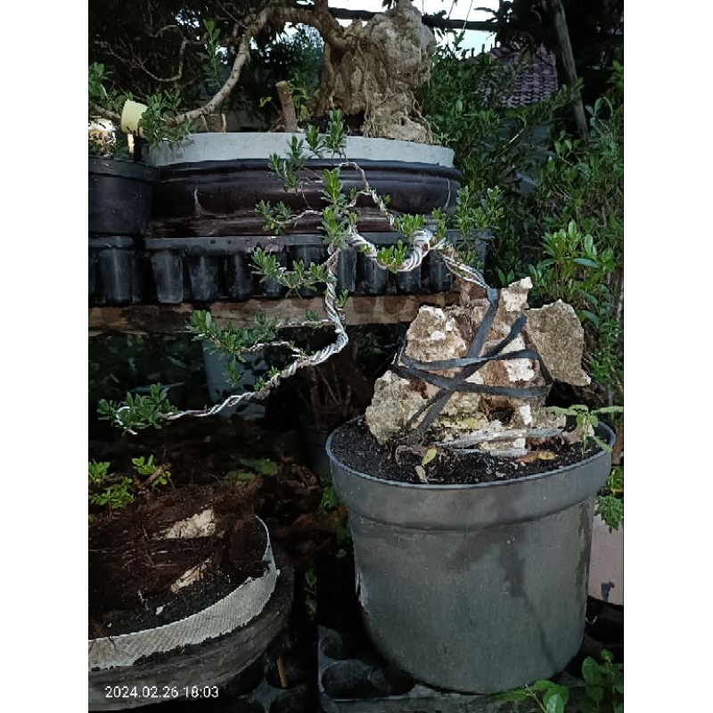 BONSAI SANTIGI MAWAR ON THE ROCK