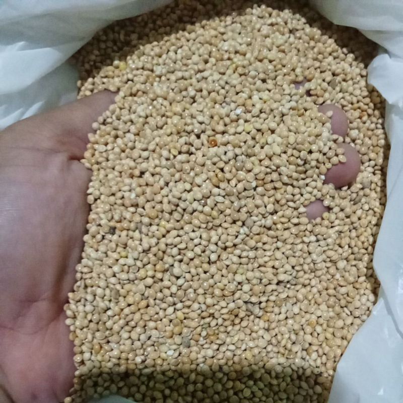 milet kuning milet yellow pakan burung 1kg