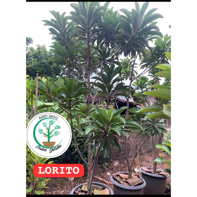 bibit mamey sapote LORETO