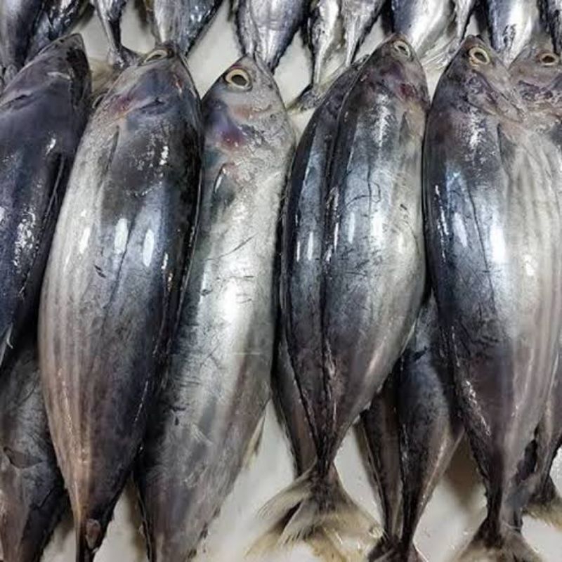 

Ikan Tongkol Apollo (cakalang)/ tongkol lisong (aceh/biasa)