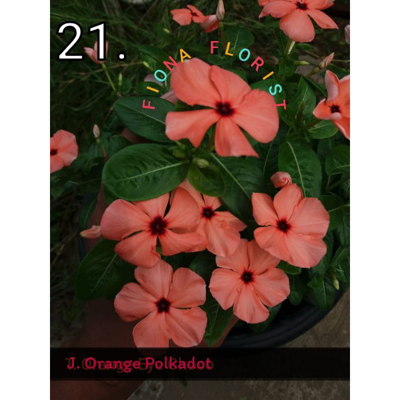 biji vinca Orange polkadot