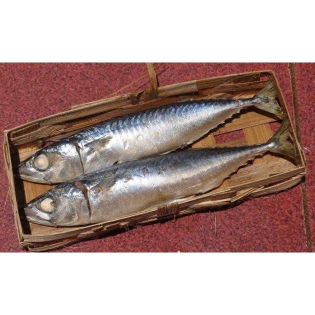 [GROSIR] Reyeng / Anyaman Bambu Besek / Wadah cuek / Wadah Tongkol / Wadah Pindang