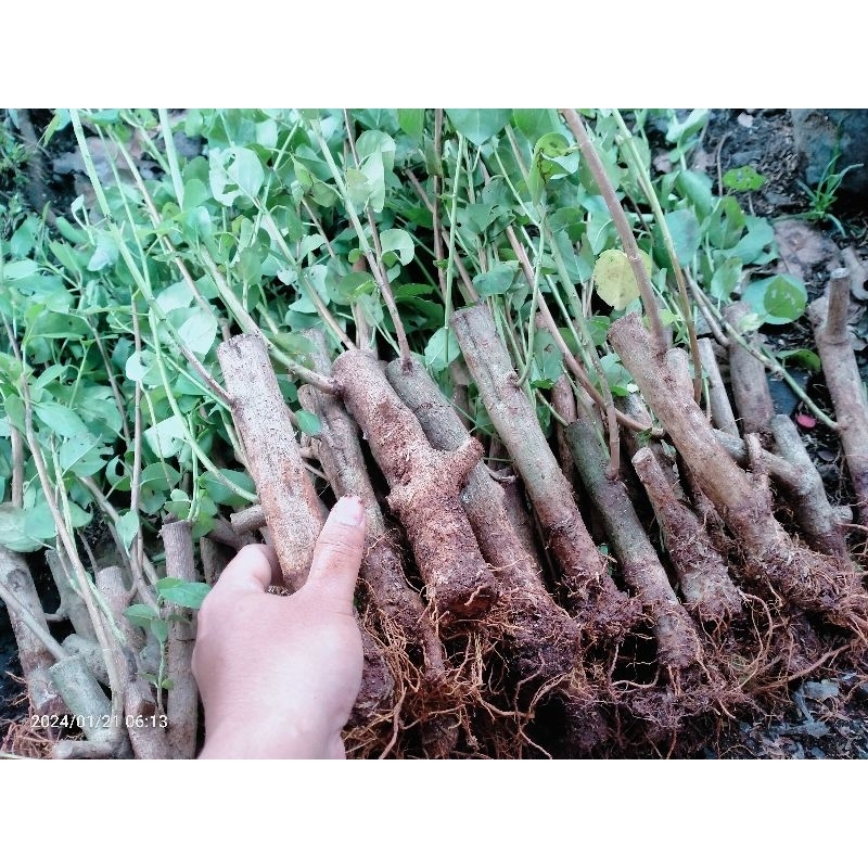 bahan bonsai  cangkok sancang