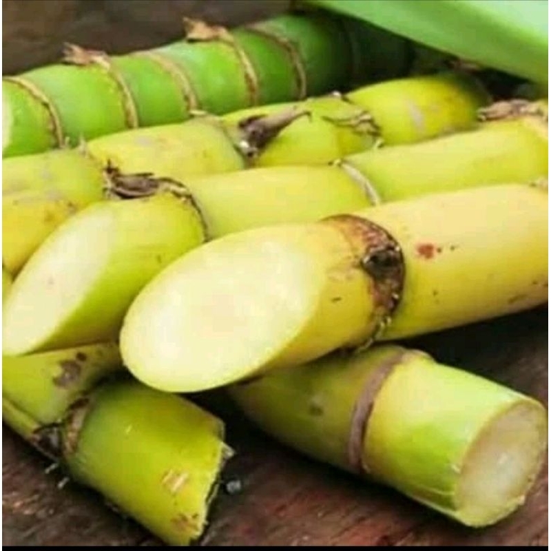 

Temu kuning segar 1kg - tebu kuning organik