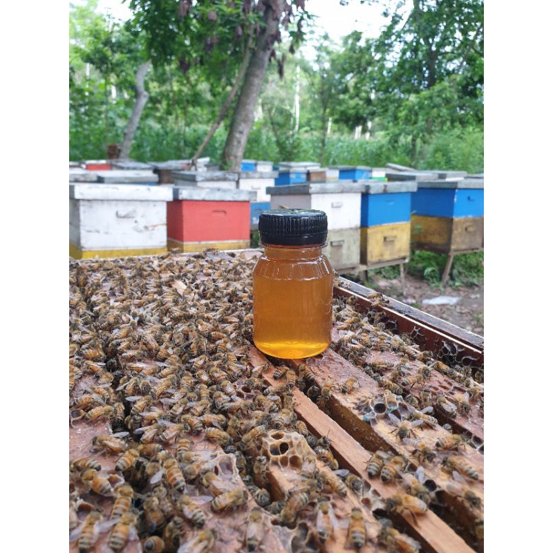 

MADU MURNI MULTIFLORA ASLI LANGSUNG DARI PETANI MADU KEMASAN 100ML