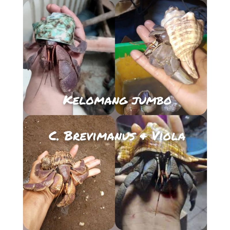 kelomang jumbo ( brevi & Viola )