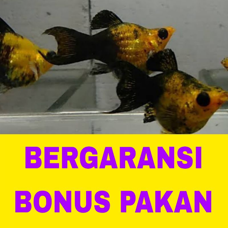 molly golden BLACK cawang isi 15 bergaransi