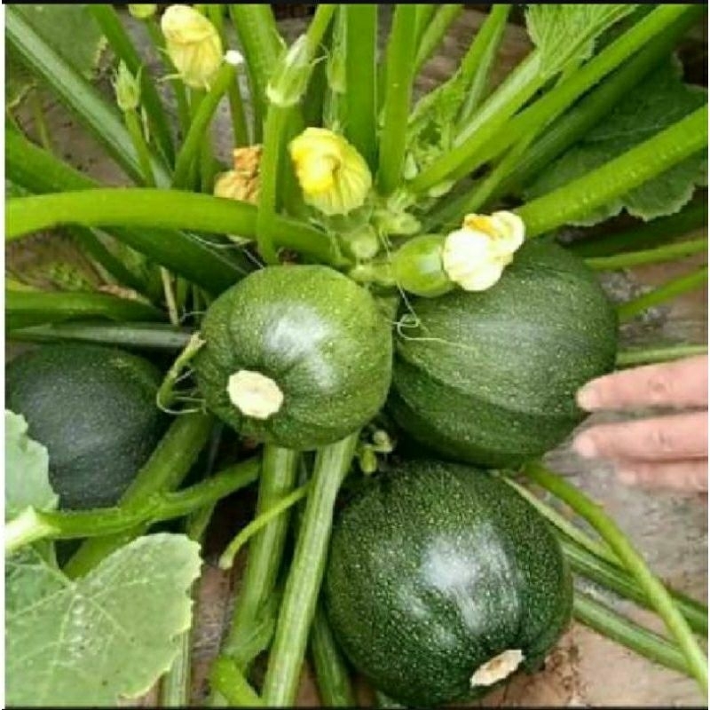 5 BUTIR BIJI/BENIH ZUCCHINI BULAT HIJAU