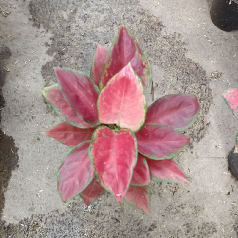 aglaonema black maroon