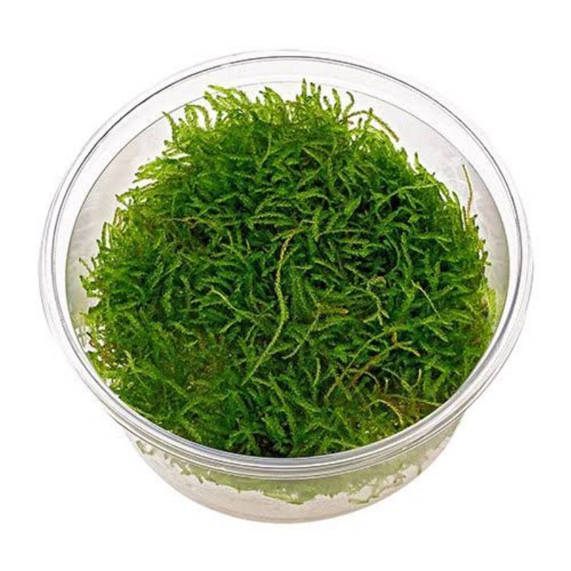 Java moss aquascape low co² moss java tanaman aquascape viral