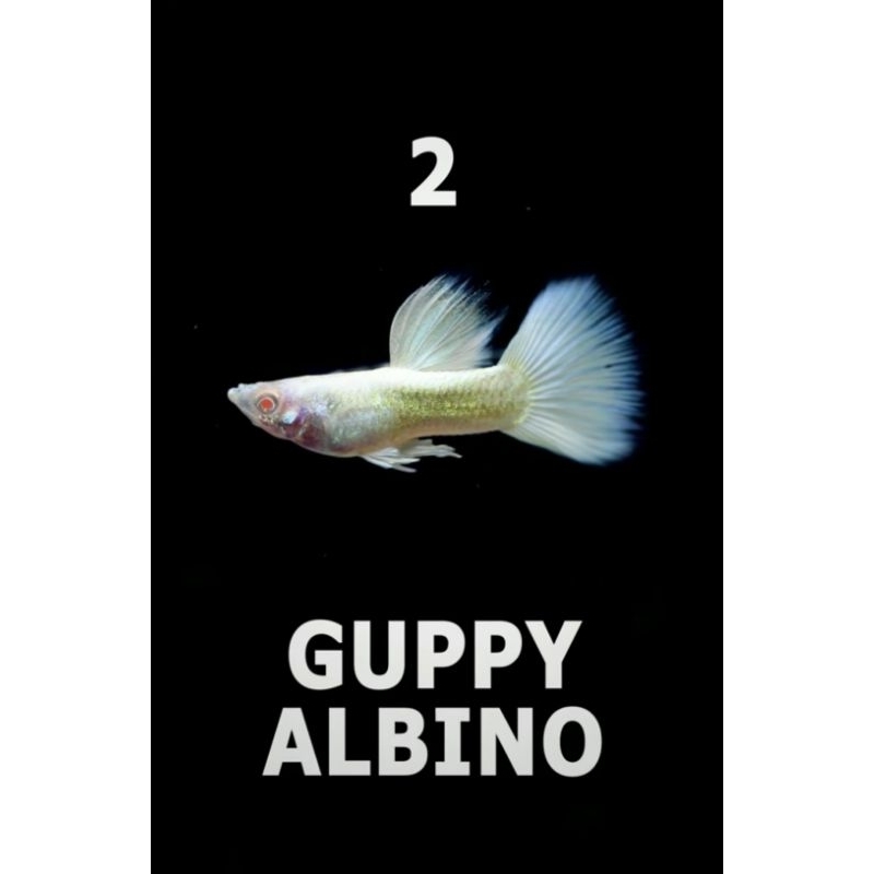 

guppy full platinum