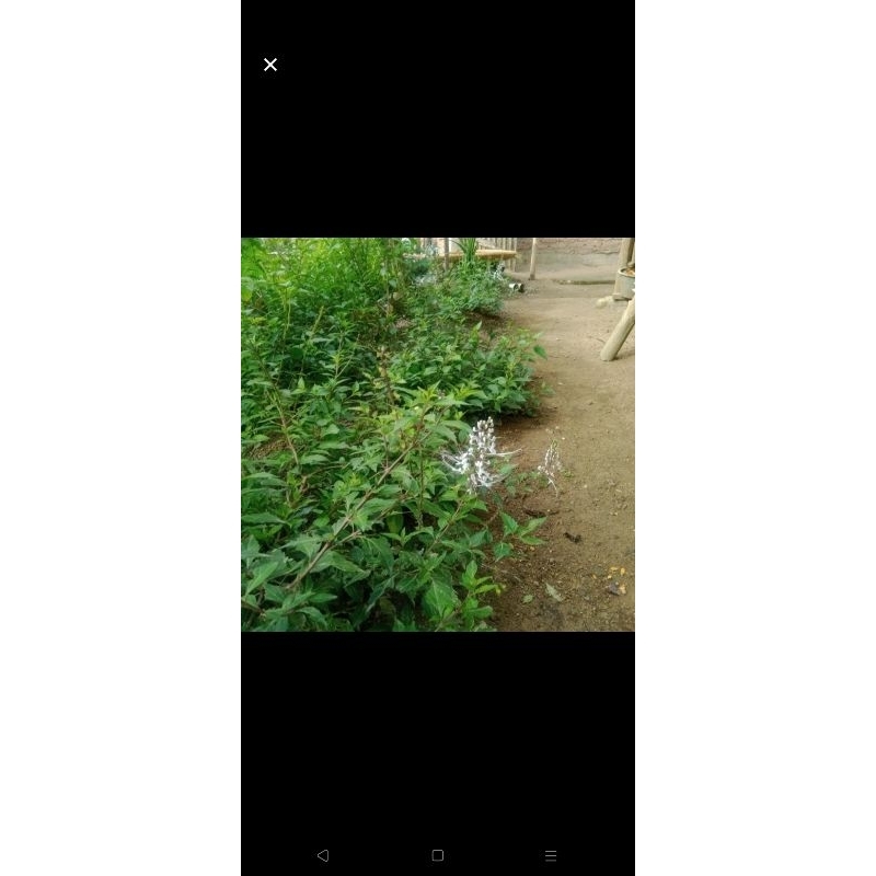 

kumis kucing segar 250 gram termurah