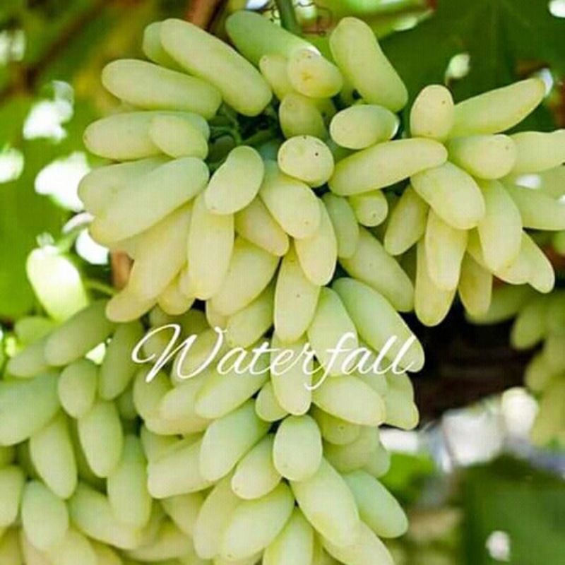 BIBIT ANGGUR JENIS WATERFALL /IFG 29  DI JAMIN 100% VALID