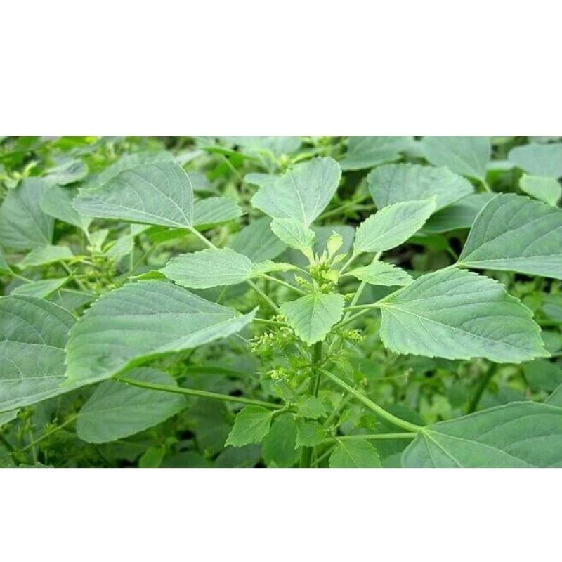 Daun Anting Anting Segar 100g / Tanaman Catnip / tanaman kucing-kucingan / Kucing Galak / Anting Put