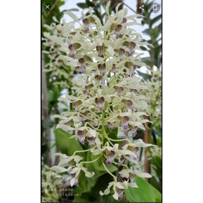 Dendrobium wulaense sp papua nugini