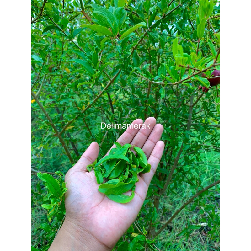 

Daun delima