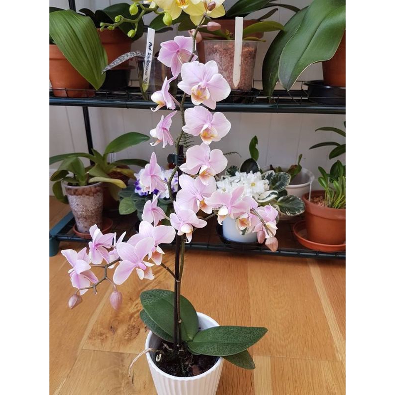 Seedling Anggrek Dendrobium Bunga Melintir / Keriting