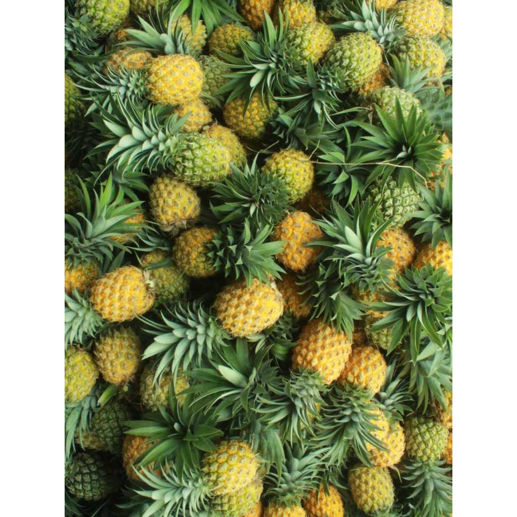 

NANAS MADU SEGAR | BAHAN KUE NASTAR