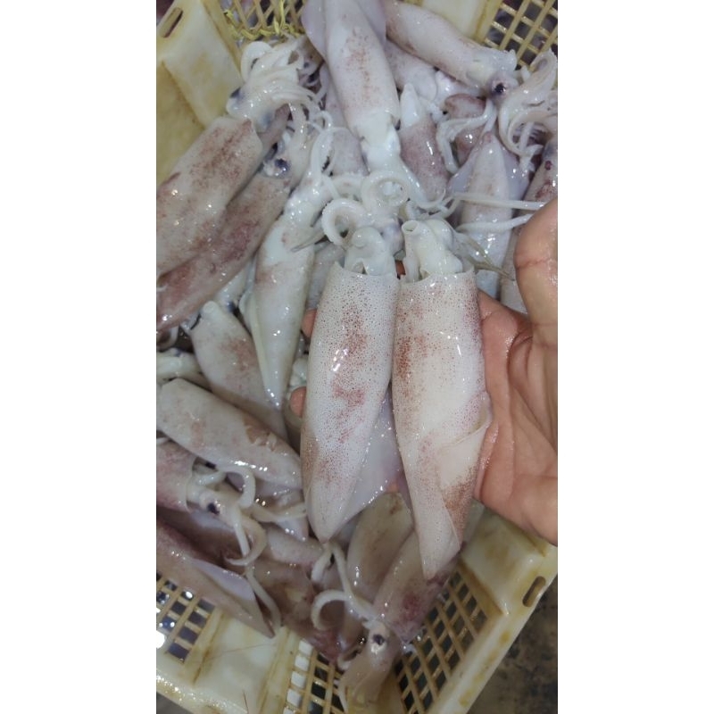 

cumi fresh Pati baru pasti bgs 1kg 85rb