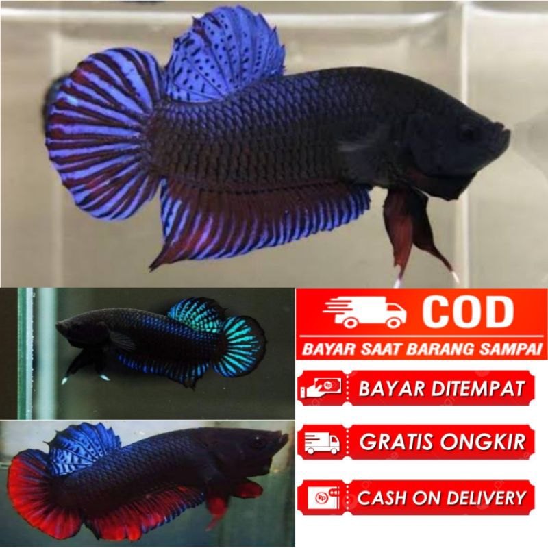 ikan cupang aduan bagan. 1 paket isi 2 ikan