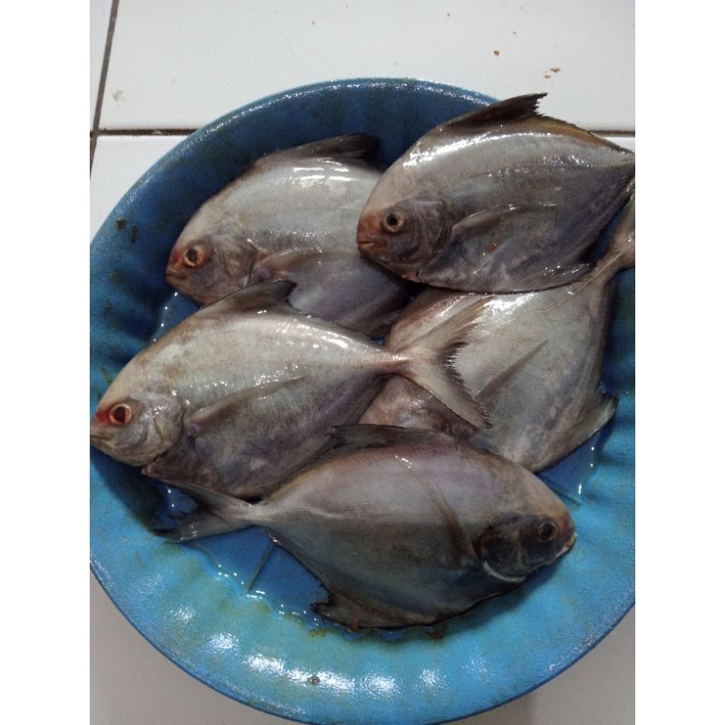 

Ikan dorang fresh 500gr