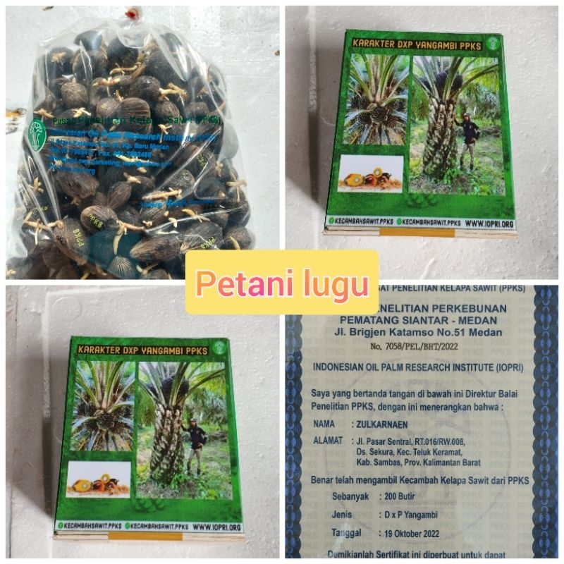 bibit kecambah polong sawit ppks yangambi dxp medan