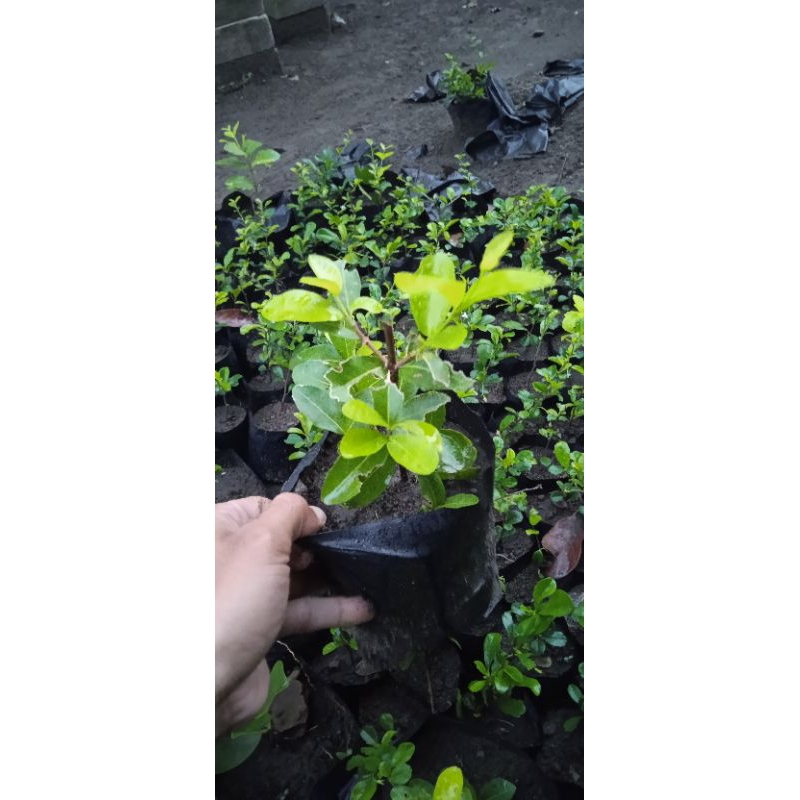 bibit buah ceri Barbados sianci