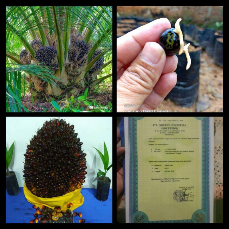 bibit kecambah sawit unggul DxP SOCFINDO pelapah pendek