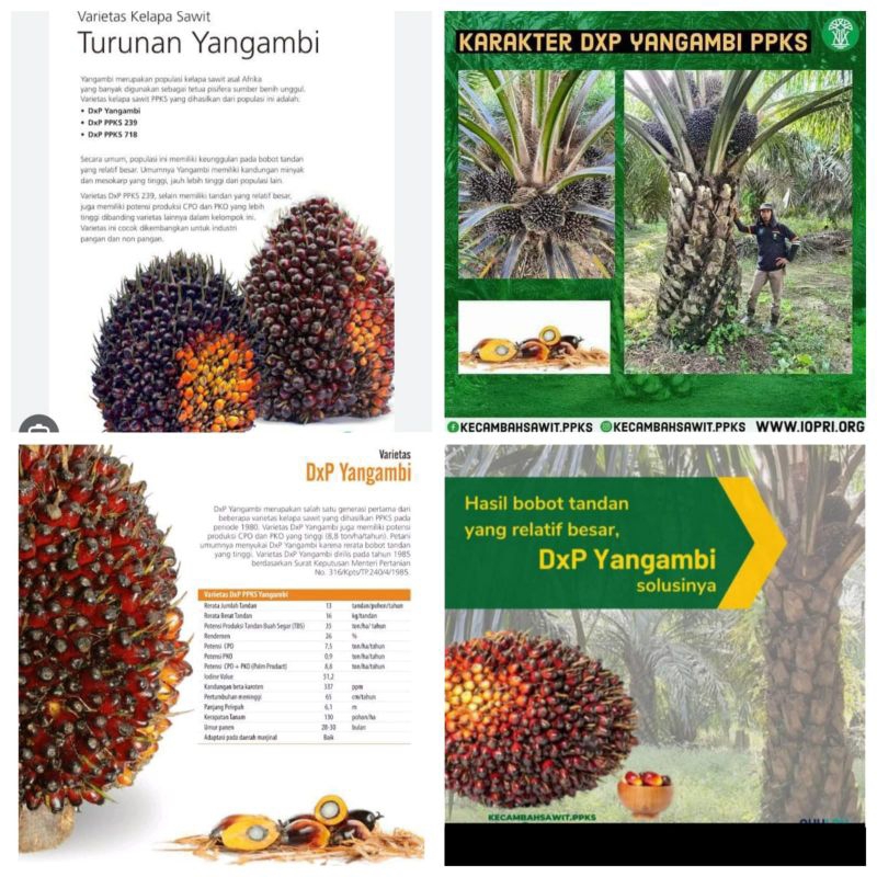 benih kelapa sawit original DxP YANGAMBI