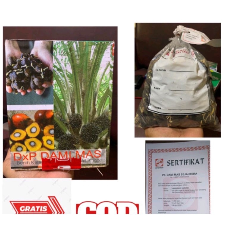 Bibit Benih Kecambah Sawit DXP DAMI MAS (250 butir)