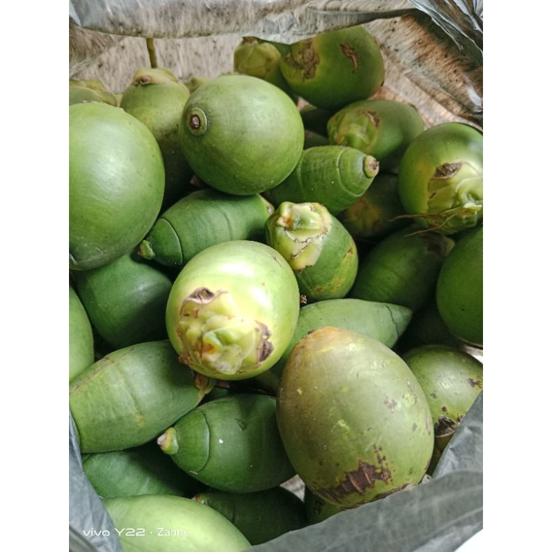 

Pinang Muda