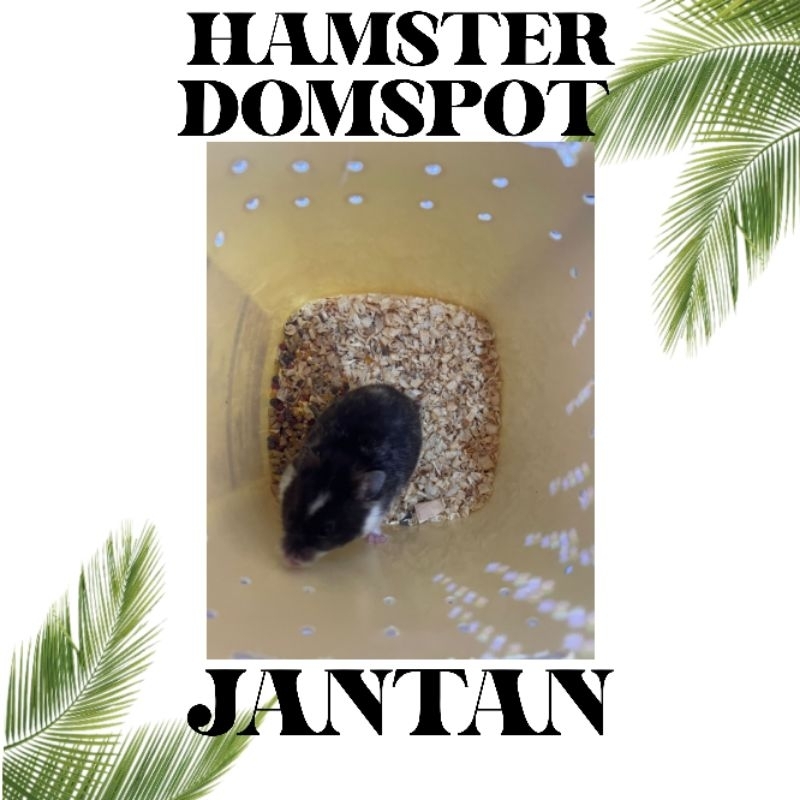 HAMSTER SYRIAN DOMSPOT