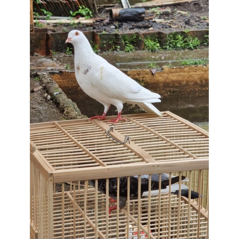 Merpati Kolong Sepasang Juara