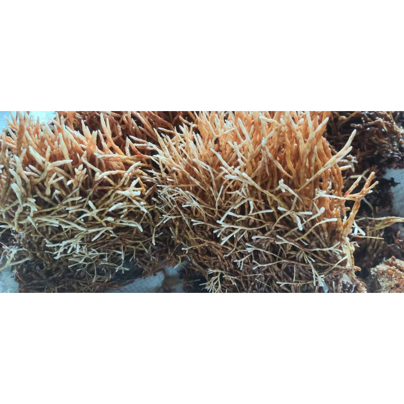 JAMUR JAKABA jamur jakaba biang jakaba 500ml bibit jamur jakaba jamur trichoderma biang jamur jakaba