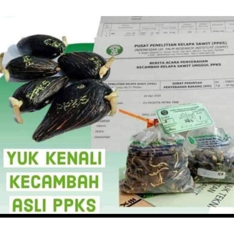 bibit benih kecambah sawit DXP PPKS MEDAN unggul