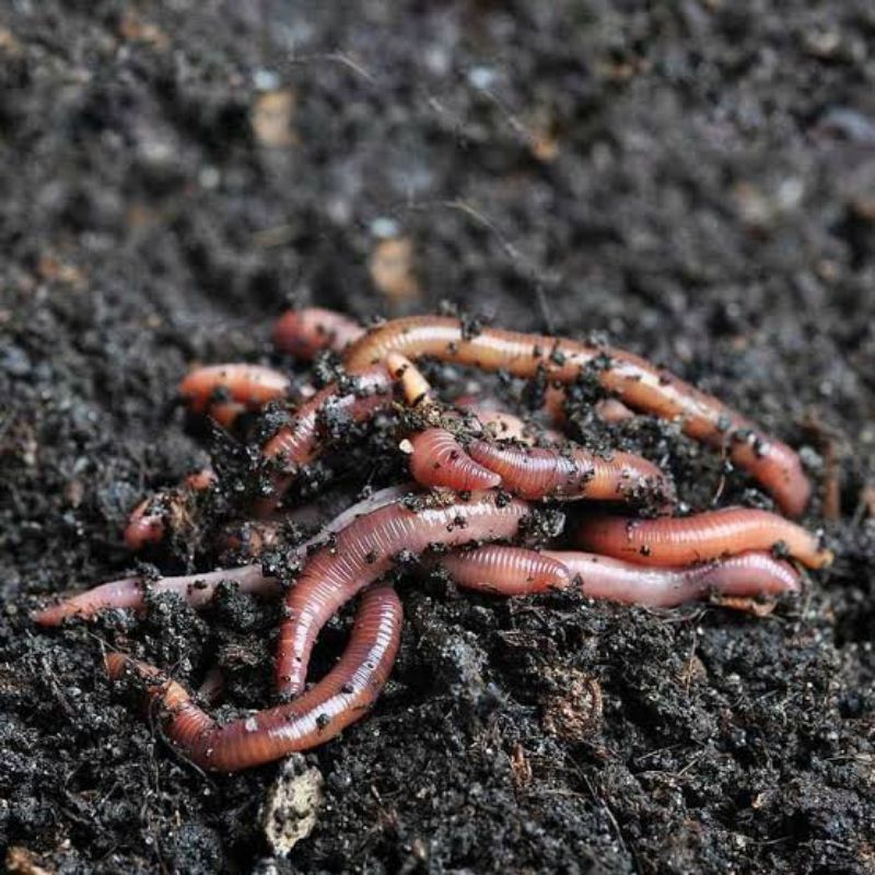 CACING TANAH ANC 1/2 KG