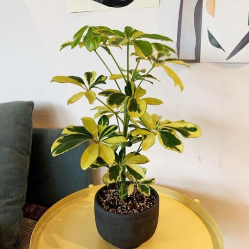 Tanaman Hias Walisongo Variegata - Wali Songo