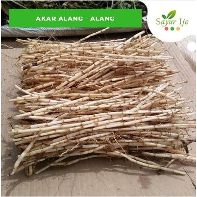 

Akar Alang Alang 100 Gram / Pack Fresh Akar Ilalang Obat Herbal Hutan Alami