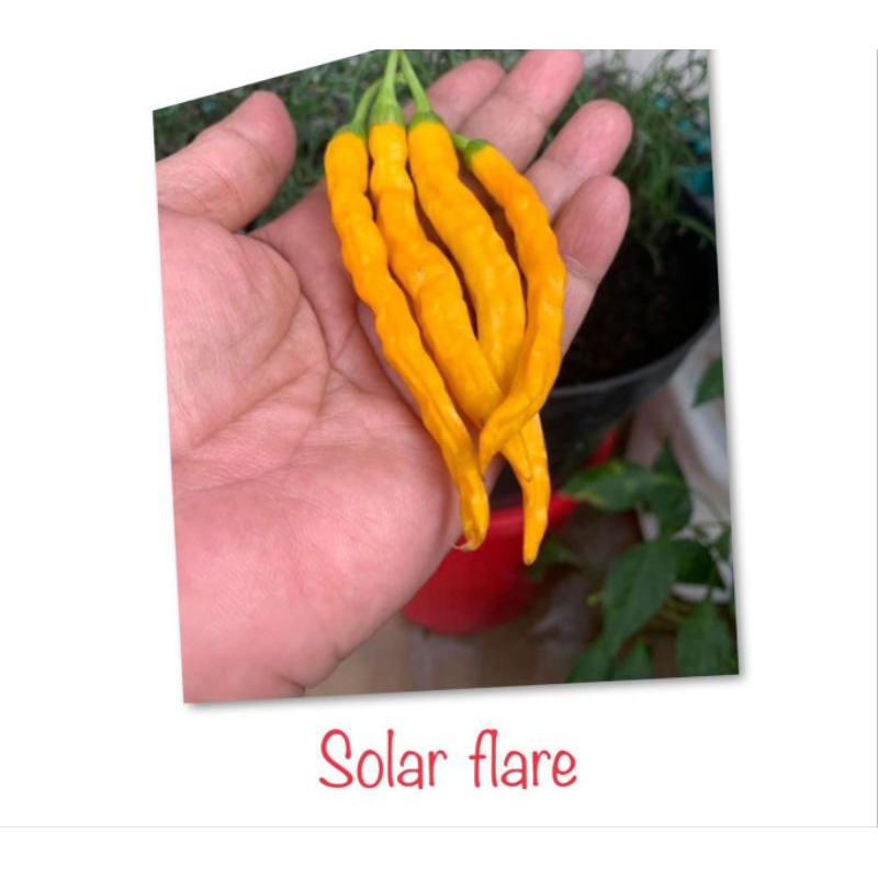 

jual biji cabe solar flare (biji)