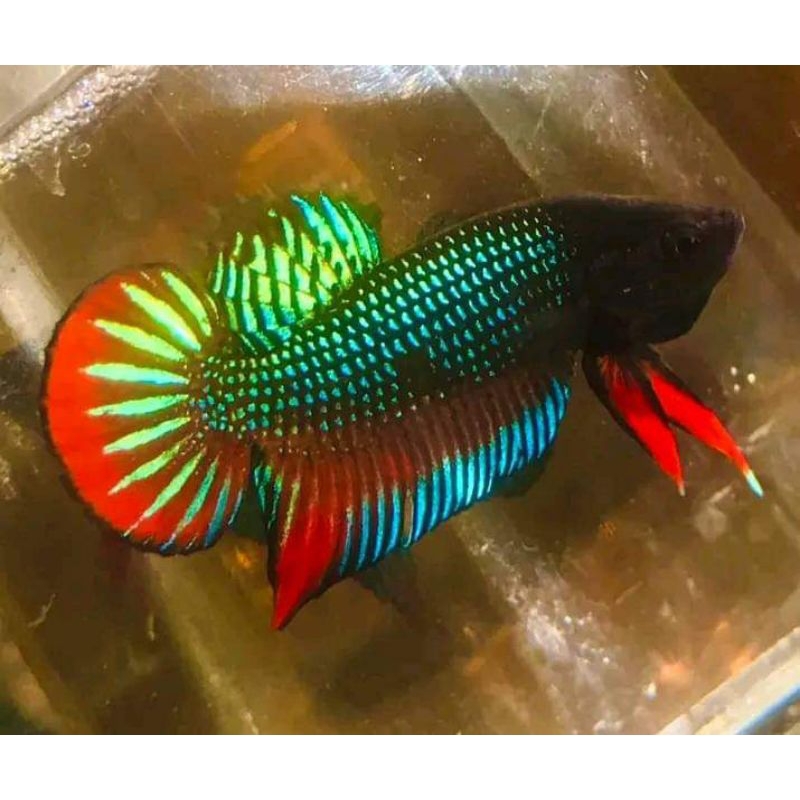 cupang Katong dan imbelis garang cocok untuk hiasan akuarium/akuascape dan soliter