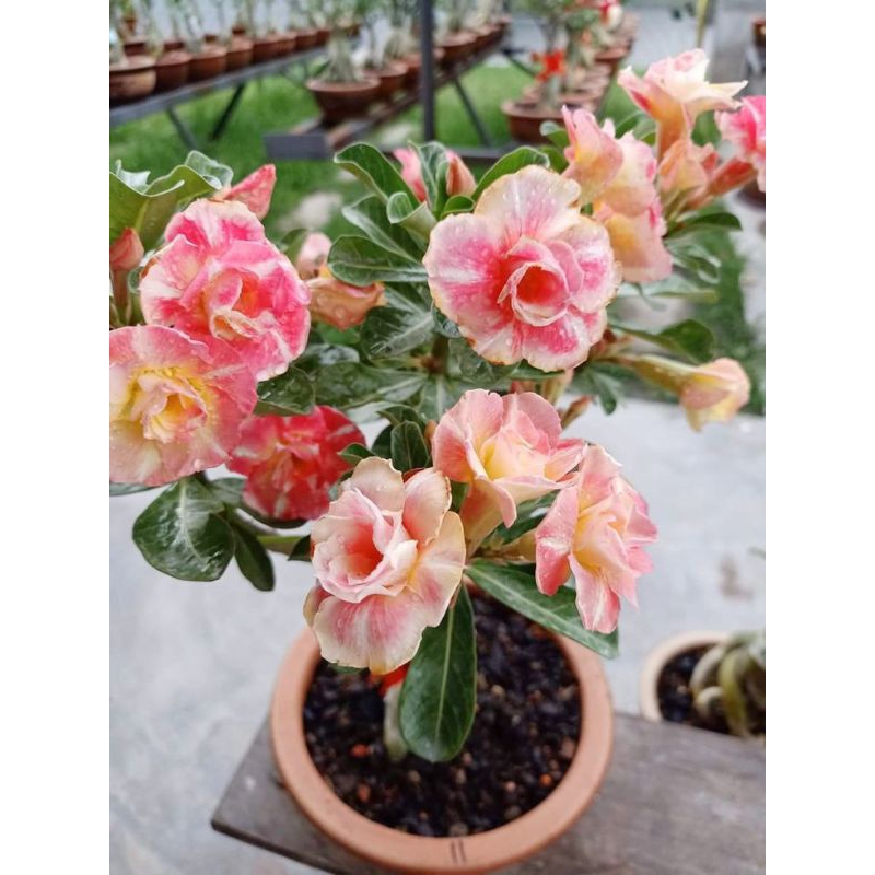 benih bunga kamboja/adenium bunga tumpuk/tanaman hias hidup kemboja adenium/bunga taman benih/rumah