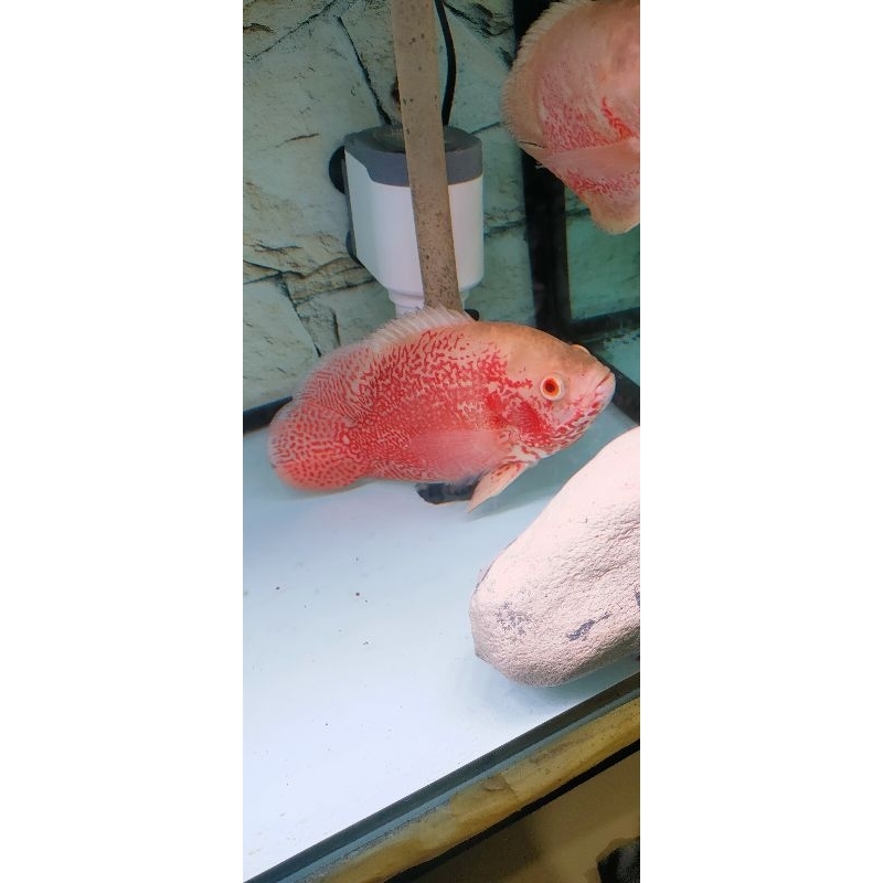 oscar tiger nemo import grade A merah ,size 20 cm 5 jari sehat mulus ,tiger albino impor good markin